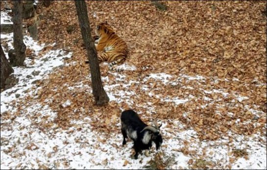Амурский тигр подружился с козлом