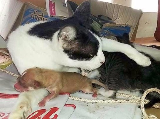 В Тайланде кошка принесла в монастырь брошенного щенка