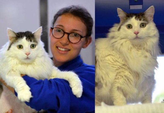12-килограммовый кот живет в приюте Лондона
