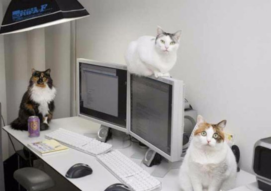 Японская компания разрешила своим работникам приносить кошек в офис