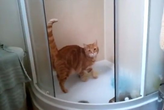 История про кота, который любит принимать душ
