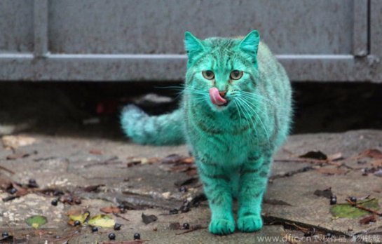 Зеленой кошке вернули естественный окрас