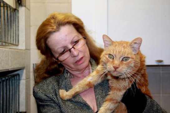 Кота нашли спустя 16 лет после пропажи