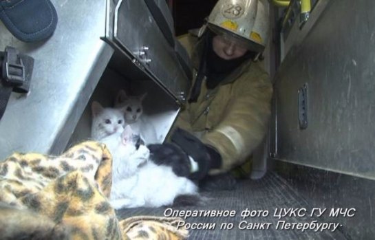 Пожарные спасли кошек из пожара