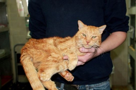Кота нашли спустя 16 лет после пропажи
