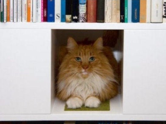 Появилась новая  дизайнерская разработка в виде шкафа для котов