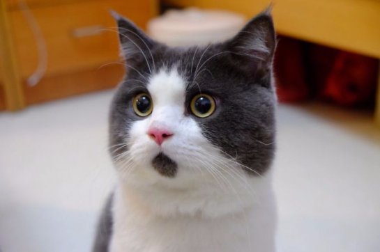 Удивленный кот Банья стал новой звездой интернета