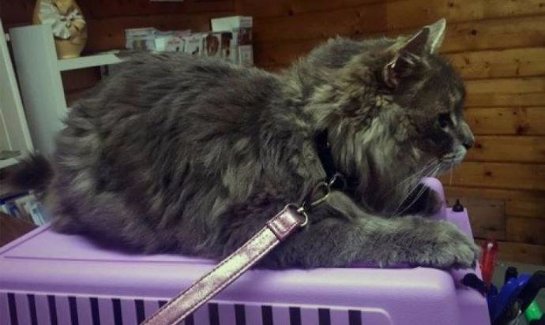 Пропавшего в Швеции кота нашли на южном побережье Франции
