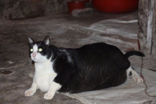 Появился новый претендент на звание самого толстого кота в мире