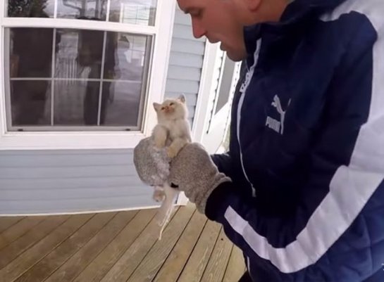 Американская семья нашла замерзшего котенка и реанимировала его