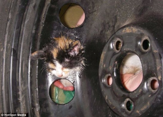В Бирмингеме спасли застрявшего в колесе котенка