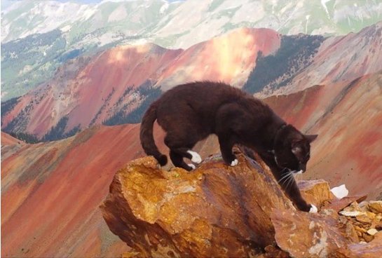 Знаменитый кот-путешественник посетил самые красивые места в Америке