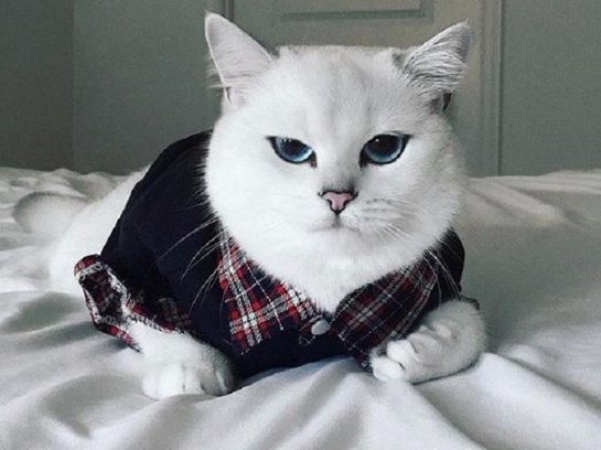 Кот с необычной формой глаз стал новой звездой интернета
