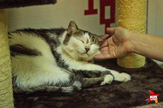 В воронежском котокафе живут котики с тяжелыми судьбами