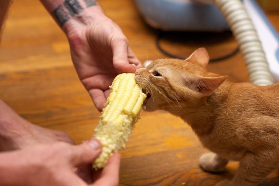 Рыжий котик, который любит кукурузу