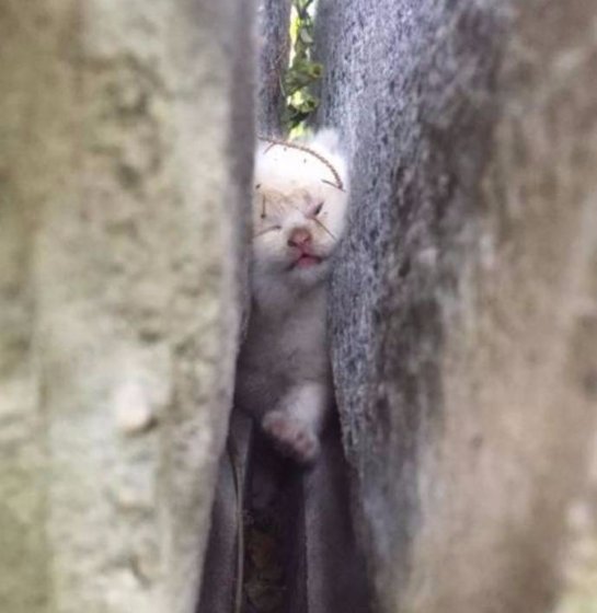 В Род-Айленде спасли котенка, который застрял между камней