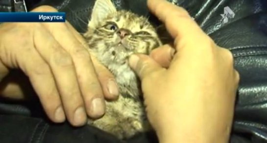Слесари из Иркутска спасли котёнка