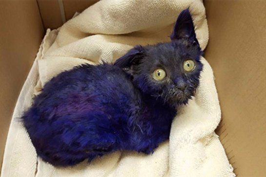 В Калифорнии спасенный фиолетовый котенок подружился со слепой кошкой