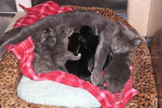 Кошка стала мамой для щенят
