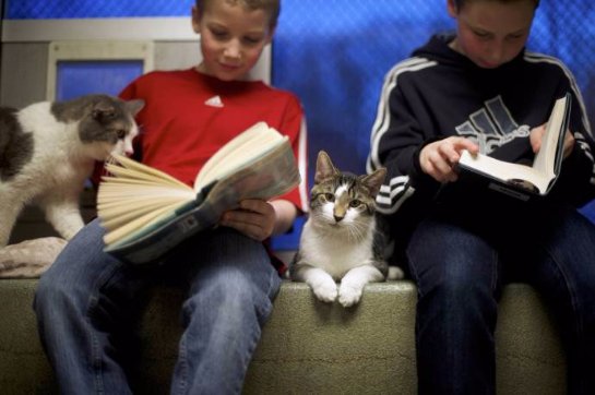 Коты учат американских детей читать