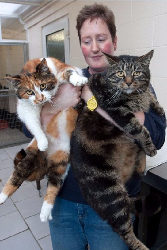 Два толстых кота месяц прожили без еды