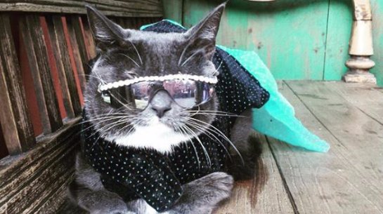 Кот Бублик в солнцезащитных очках покоряет интернет-пользователей
