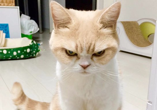 Новая злая кошка покорила интернет-пользователей