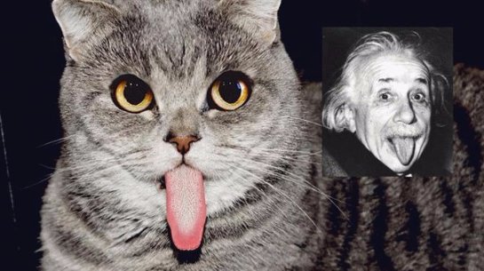 Кошка-Эйнштейн стала новой звездой интернета