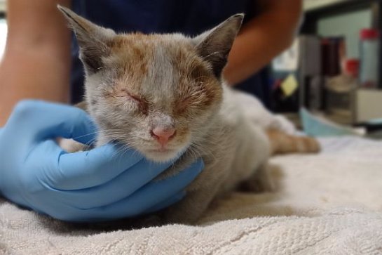 В контейнере привезенном из Китая в Лос-Анджелес нашли трехмесячного котенка