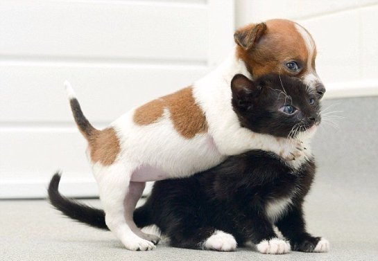 Котенок и щенок думают, что они сестры