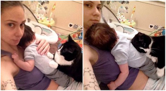 Кошка полюбила ребенка, пока он был в утробе матери