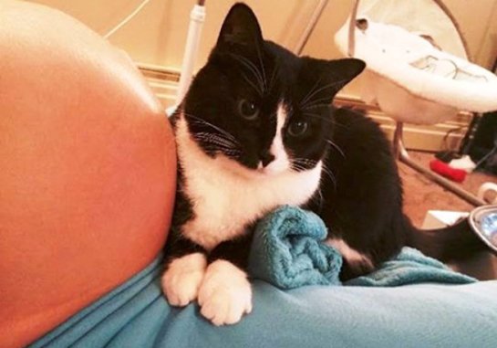 Кошка полюбила ребенка, пока он был в утробе матери