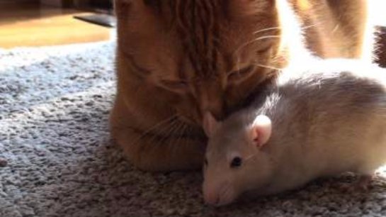 Кот подружился с крысой