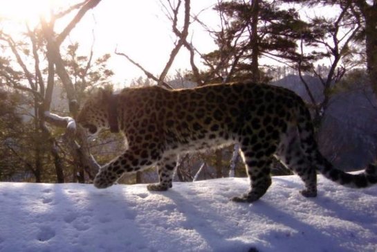 Леопард-долгожитель Алексей из национального парка 