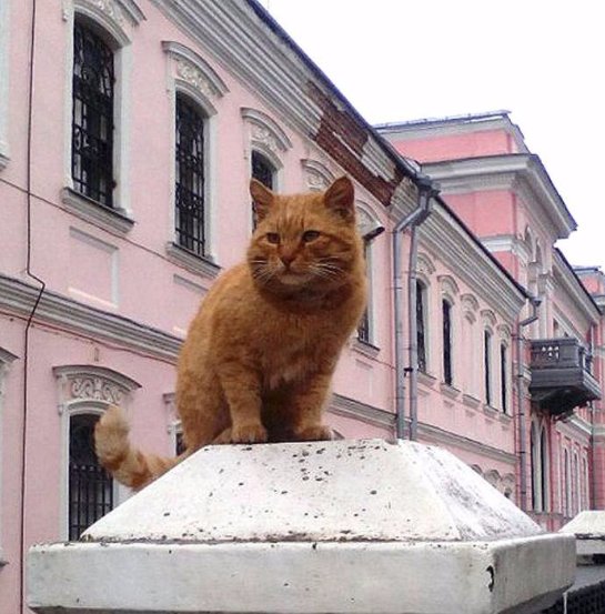Пять котов работают в России