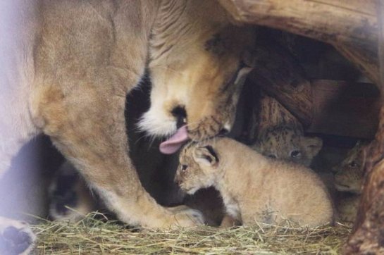 В Ленинградском зоопарке родились львята