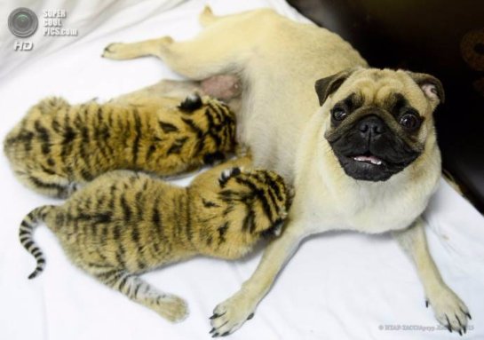 Мопсы стали мамами для тигрят