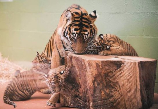 В США родилиcь тигрята-тройняшки