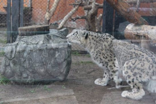 В Красноярский зоопарк завезли самца снежного барса