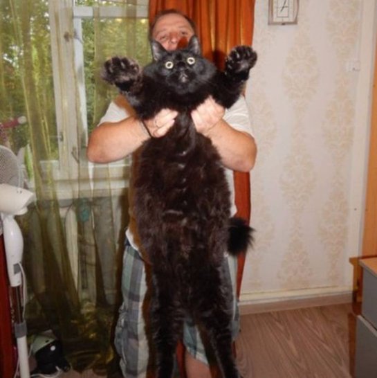 Невероятно огромный черный кот