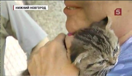 В Нижнем Новгороде спасли котенка