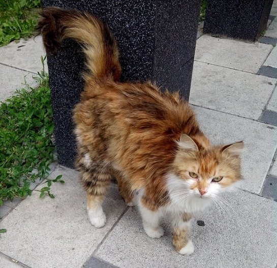 В Киеве кошка, соскучившись по своей хозяйке, шла к ней с одного берега Днепра на другой
