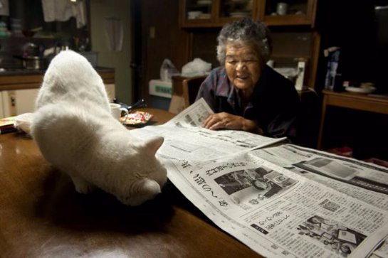 Японская старушка и её кошка Фукумару с разными глазами