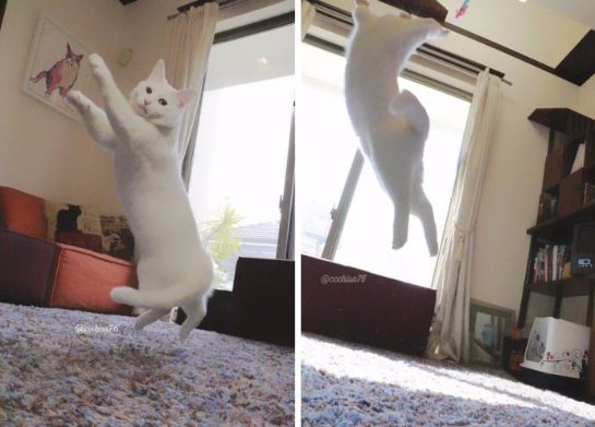 Кот, который любит танцевать