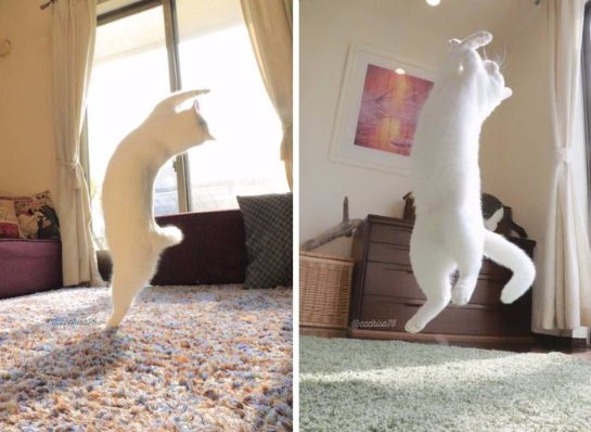 Кот, который любит танцевать