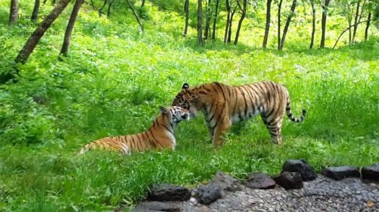 В Приморском сафари-парке тигр Амур «женился»