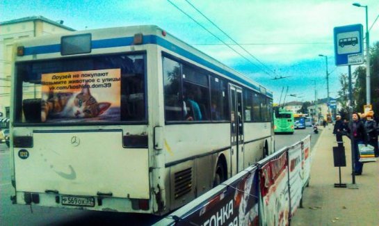 Калининградский автобус ищет хозяев бездомным кошкам