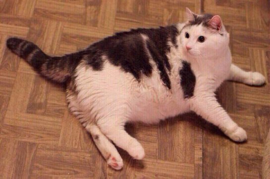 В новосибирском приюте «Кошачье царство» кот Масик снова похудел