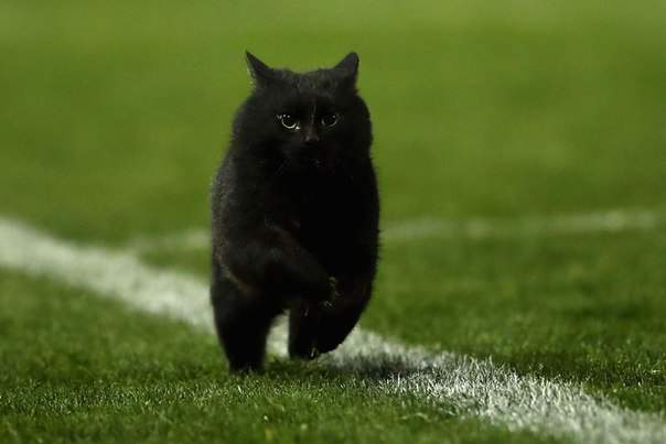 В Австралии на поле для регби выбежал кот