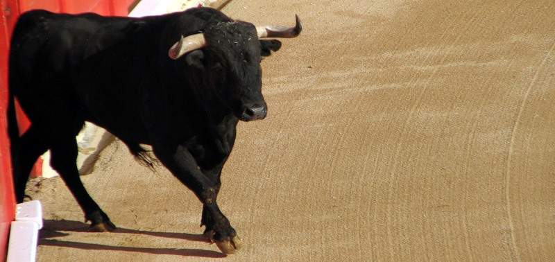 В Испании активисты выступили в защиту матери быка, убившего матадора